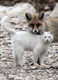 The Fox And The Van Cat Are Best Friends At Lake Van Near Chittor Turkey Photo Milliyet Newspaper Story And More P Animals Cute Animals Animals Beautiful