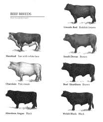 Types Of Beef Cattle Beef Cattle Raising Cattle Cattle