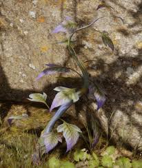 Juego gigante para pintar y dibujos para colorear de lol. Royal Elfroot Dragon Age Dragon Age Inquisition Age