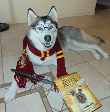 A wide variety of husky dogs puppies options are available to you, such as material, feature, and application. Tips And Tricks To Get Your Dog Costume Ready The Official Petflow Blog