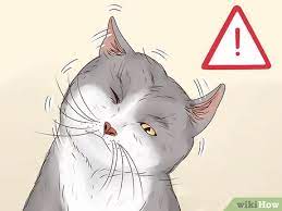 Hold your cat on your lap and gently fold back one of its ears with one of your hands. How To Diagnose And Treat Aural Polyps In Cats 11 Steps