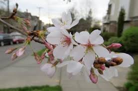 What trees are blooming now in seattle. Pikes Pines Queens Of Spring Flowering Trees Around Capitol Hill Chs Capitol Hill Seattle