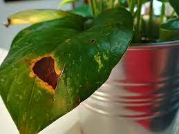 What causes a spot on the leaves of a plant? Leaf Spot In Plants