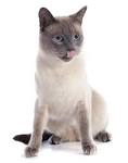 Different types of Siamese cats - Cat Breeds info