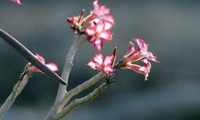 Image result for Plicosepalus amplexicaulis