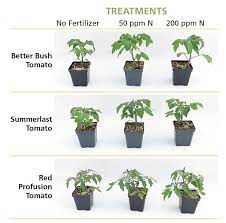 Vegetable Fertility Basics For Flower Growers