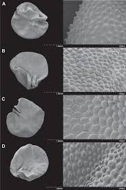 Image result for Chlorophytum gallabatense