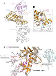 Mutations of Rad6 E2 ubiquitin-conjugating enzymes at alanine-126 in  helix-3 affect ubiquitination activity and decrease enzyme stability