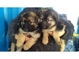 If you're interested in a trained puppy please email me at christine@noblegoldenretrievers.com. Red German Shepherd Puppies For Sale In California Pets Lovers