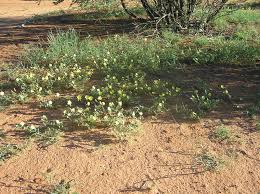 Image result for Tribulus zeyheri