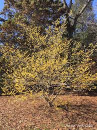 Image result for Hamamelis mollisi