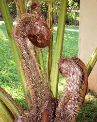 Image result for Cyathea cf. humilis