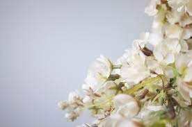 Search closest benjamin moore paint. February Paint Color Of The Month Benjamin Moore Lake Placid The Fat Hydrangea