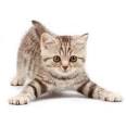 American Bobtail Kittens for Sale & Cats for Adoption ...