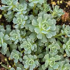 We did not find results for: Sedum Blue Rosette Mini Succulents For Sale Succulents Succulents For Sale Sedum