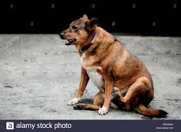 Welcome to the official fat dog mendoza channel! Eine Inlandische Fat Dog Sitting Und Freuen Uns Auf Etwas Auf Rauen Beton Boden In Selektiven Fokus Stockfotografie Alamy
