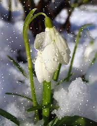 Superbosanska Krajina Google Beautiful Flowers Spring Flowers First Flowers Of Spring