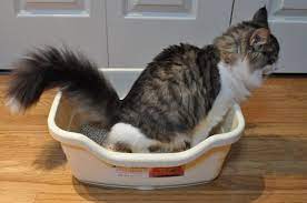 The Ultimate Guide To Your Cat S Pee Nekoya Cat Daycare Boarding Hotel Singapore
