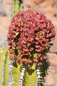 Image result for Euphorbia guerichiana