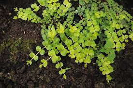 Image result for Lysimachia djalonis