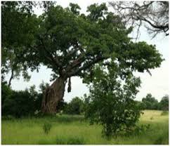 Image result for Brachystegia bussei