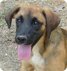 Tahiti the shepherd, hound mix july 17, 2021 / 1 comment / in dog blog, dog of the day, photo gallery / by dogperday. Glastonbury Ct German Shepherd Dog Meet Baron A Pet For Adoption