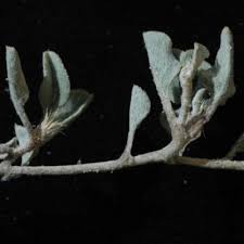 Image result for Dicoma galpinii