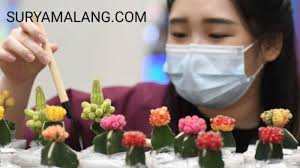 Lowongan driver pribadi citraland surabaya. Cara Merawat Kaktus Grafting Agar Tak Busuk Perhatikan Penyiramannya Surya Malang