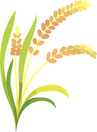 Ear Of Rice Clipart Free Download Transparent Png Creazilla View our latest collection of free rice crop vector png images with transparant background, which you can use in your poster, flyer design, or presentation powerpoint directly.