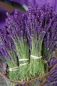 The name comes from the fruit called a plum. Guzide Lavender Flowers Lavender Garden Purple Flowers