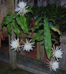 — 3 cuttings night blooming cereus epiphyllum oxypetalum cactus orchid 7. Pin On Ideas Para Jardin