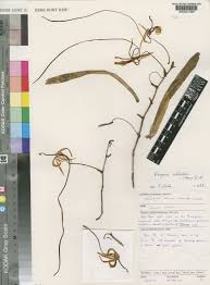 Image result for Rangaeris