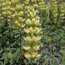 Image result for Smithia erubescens