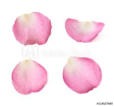 Single Rose Petal Isolated Rose Petals Drawing Rose Petals Flower Painting