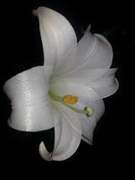 Lilium Candidum Wikipedia La Enciclopedia Libre