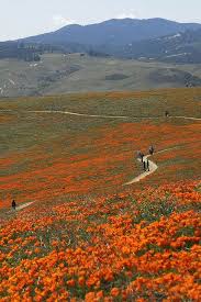 You can buy prints here or see more of my photos. The Last Poppy Fields Scenery Wild Flowers Poppies