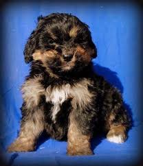 The most hypoallergenic coat type but requires more grooming. Bernedoodle Pets And Animals For Sale Indiana