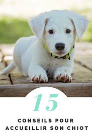15 Conseils Pour Accueillir Son Chiot Chiot Eduquer Son Chien Photo Chien