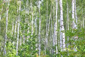 Maybe you would like to learn more about one of these? Beautiful Birch Trees With White Birch Bark In Birch Grove With Stock Photo Picture And Royalty Free Image Image 114459659