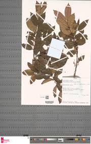 Image result for Aneulophus