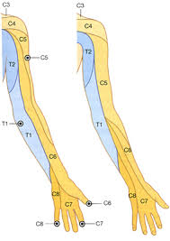 neck upper extremity spine exam spine orthobullets