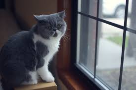 Stromerzeuger, bagger, arbeitsbühnen, lader, betontechnik & viele weitere kategorien. 10 Best Cat Breeds For Apartment Living