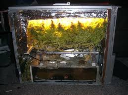 Pc grow box led lights. Showing My First Pc Grow Box 96w Cfl Grasscity Forums The 1 Marijuana Community Online