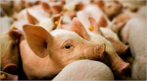 A U.S. Hog Giant Transforms Eastern Europe