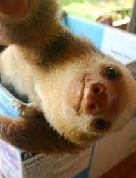Bath time for the cute baby sloths. It S Bath Time For These Baby Sloths Video Baby Sloth Video Cute Baby Sloths Baby Sloth
