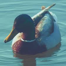 Mike Verdugo (@Mikey21393)