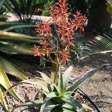 Image result for Aloe carnea
