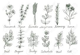 Herbs and spices are nature's prescriptions! Herbs And Spices Set Organic Healing Wild Flowers Vector Botanical Illustrations Doodle Floral Sketches Royalty Free Cliparts Vectors And Stock Illustration Image 63739336