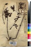 Image result for Tapinanthus constrictiflorus