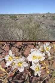 Image result for Rhigozum trichotomum